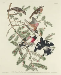 Rosenbrust-Kernknacker, 1832